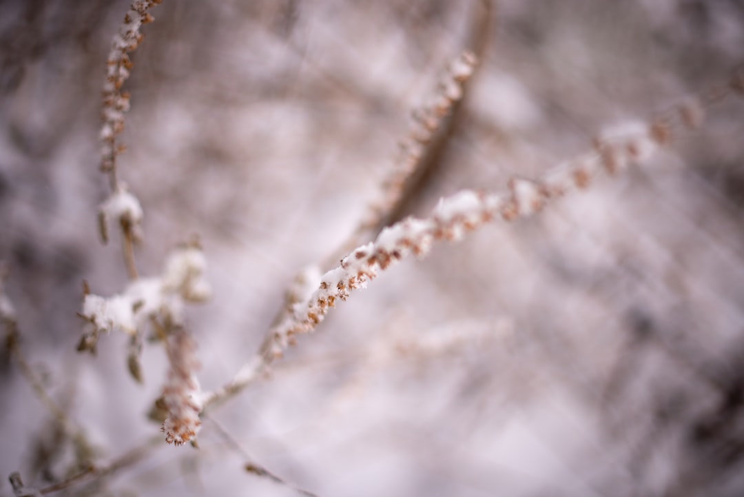 Photo Image: Flower necklace